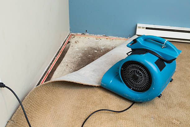 Best Water damage contractors near me  in Ly Lake, IL